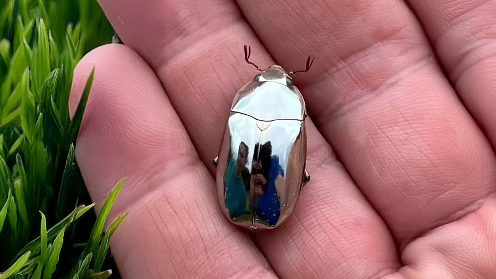 a person is holding a small silver bug in their hand