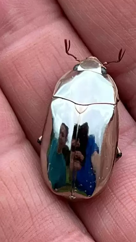 a person is holding a small silver bug in their hand