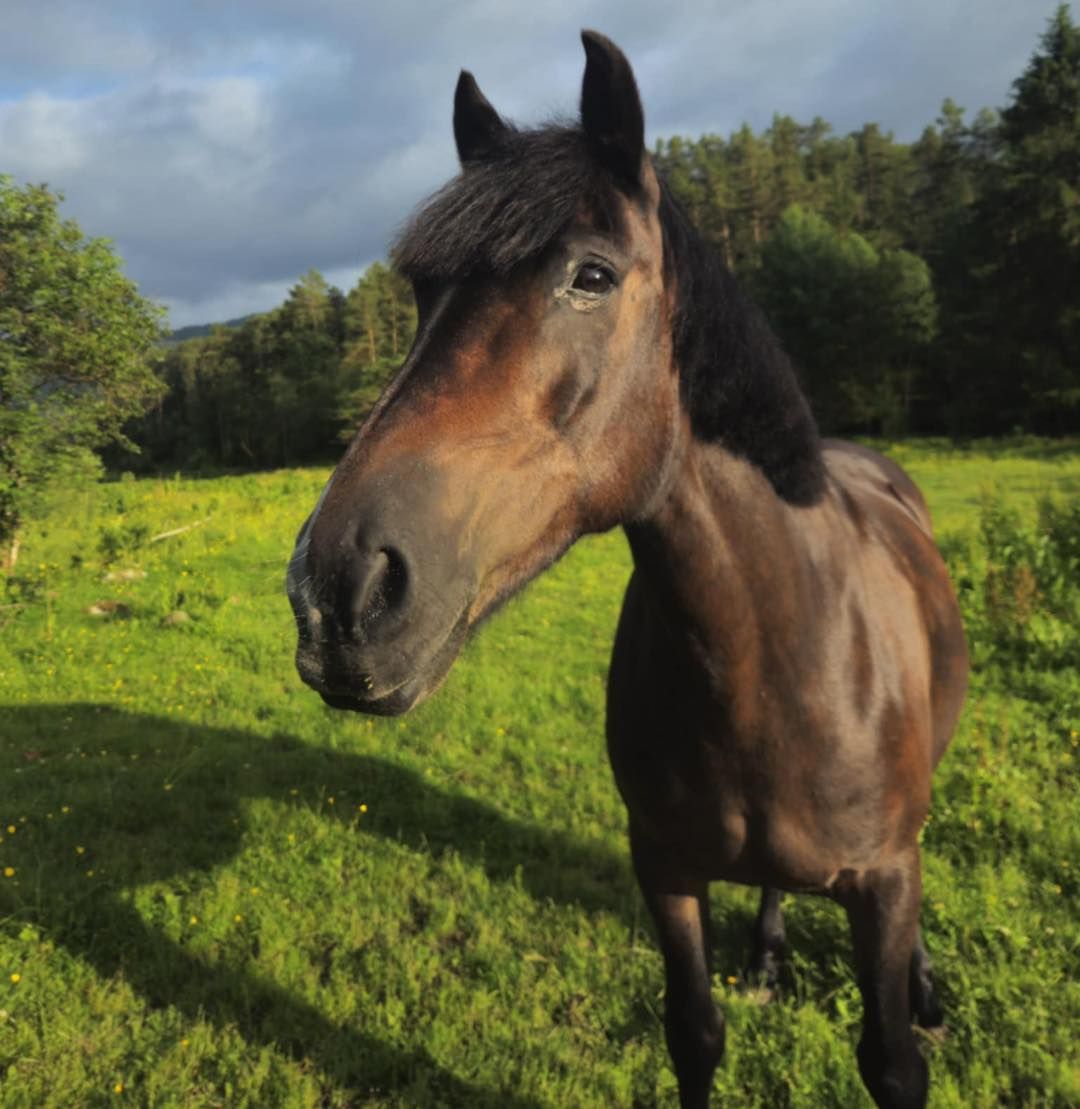Hest på beitet ved Hiimsmoen