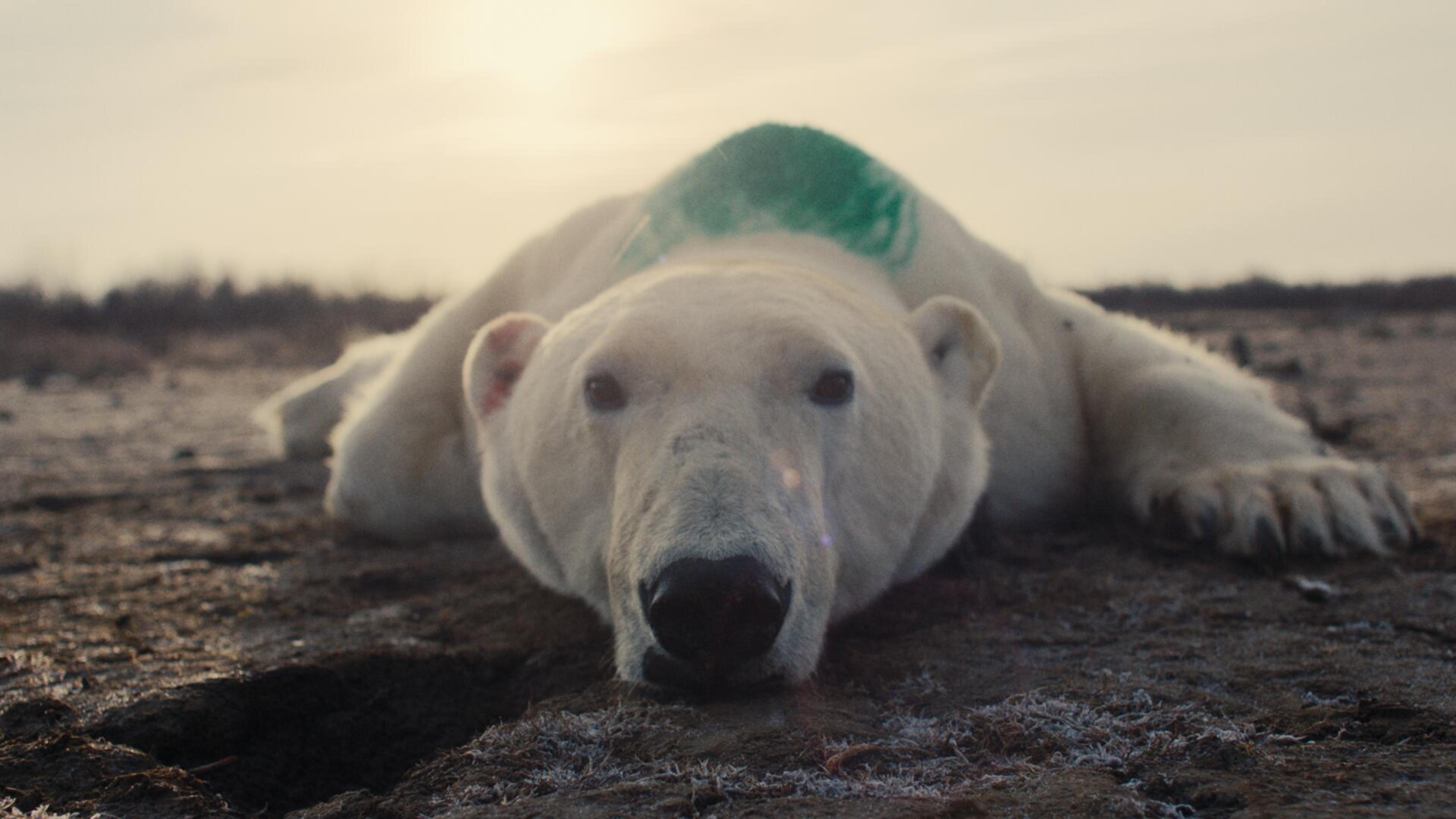 Nuisance Bear фильмінен кадр