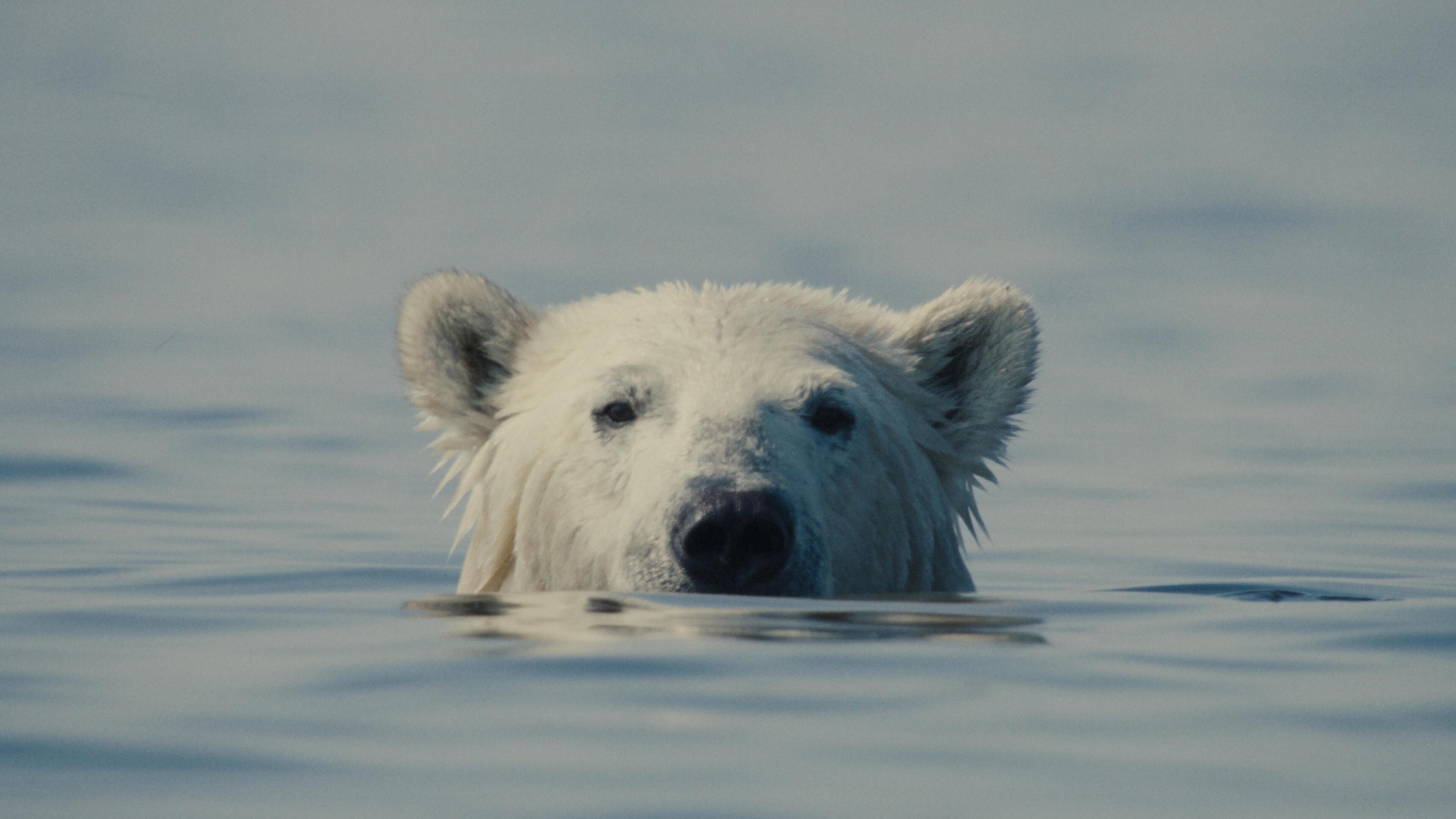 Nuisance Bear фильмінен кадр