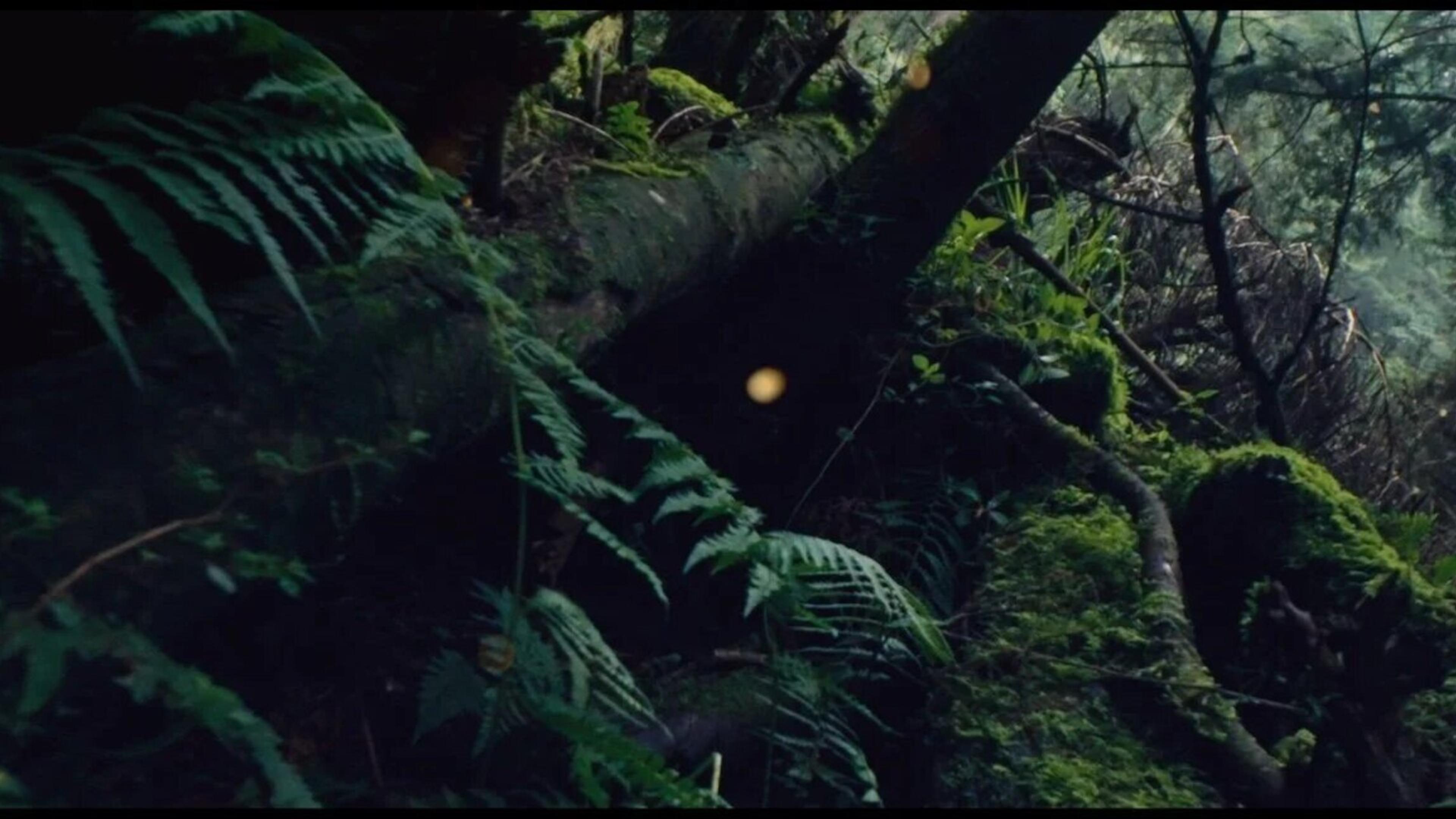 Daughters of the Forest фильмінен кадр