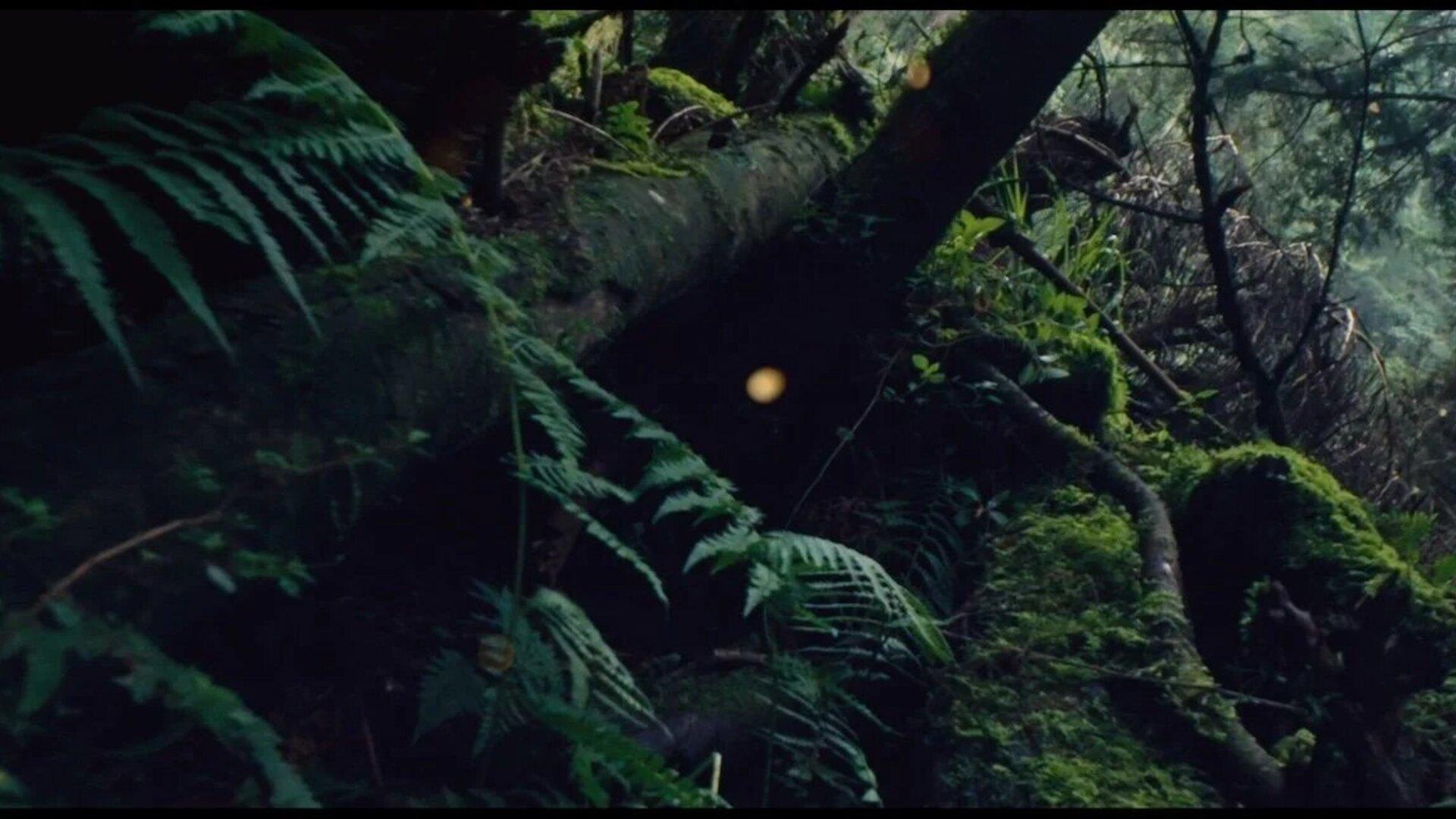 Daughters of the Forest фильмінен кадр