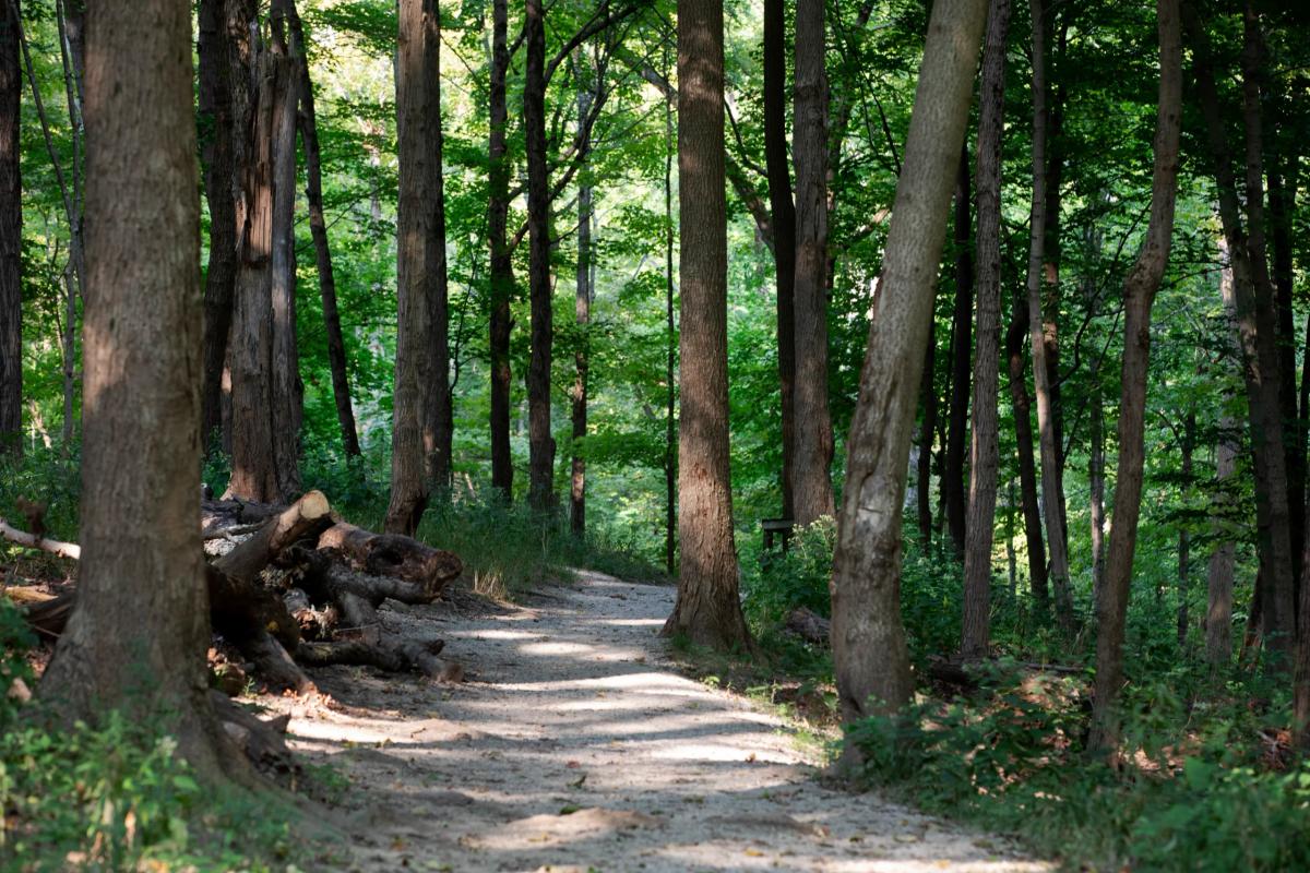 A wide dirt trail running through the hardwoods of Mt. Airy Forest