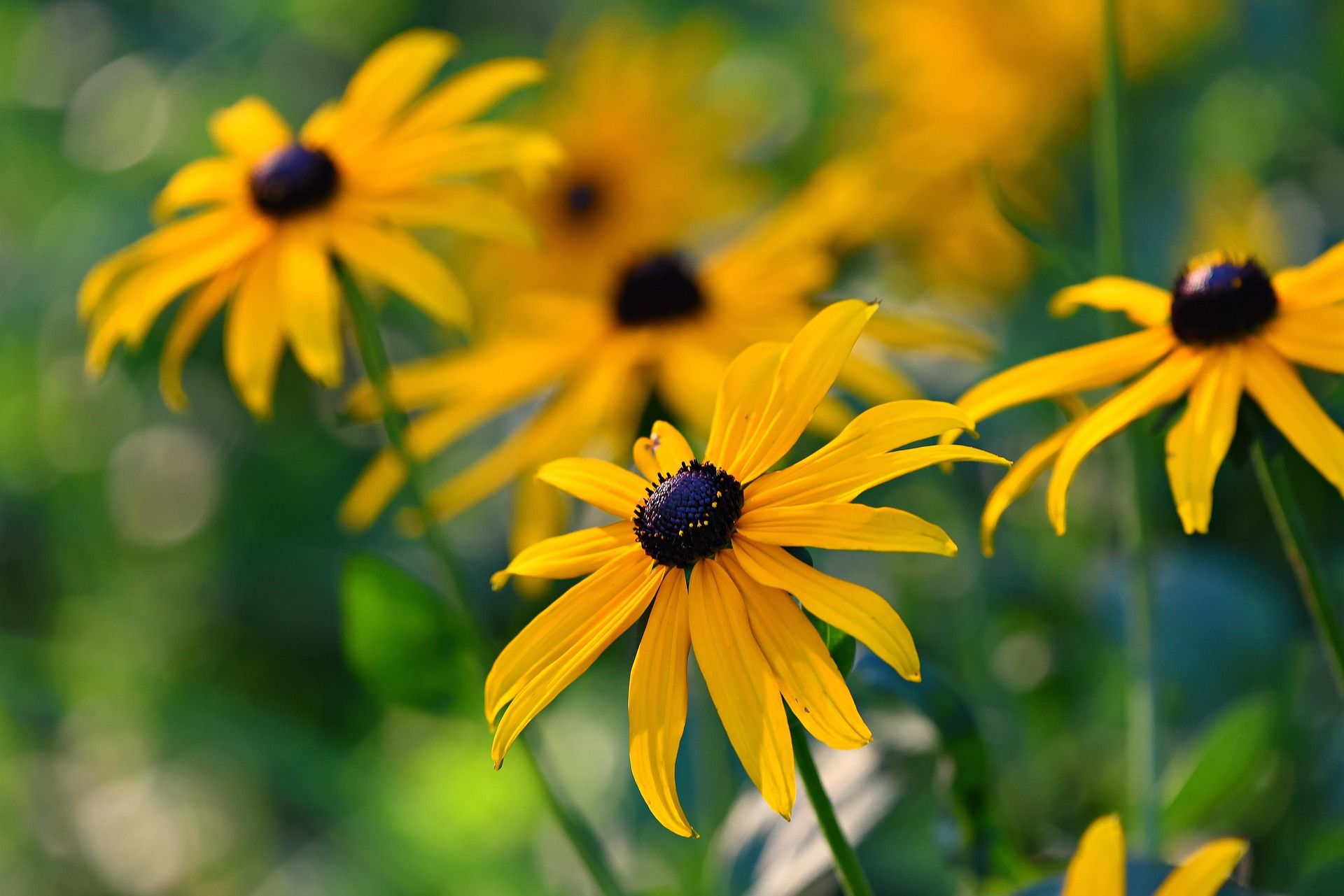 Rudbeckia 'Goldsturm' Seeds