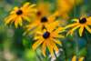 Rudbeckia Goldsturm flowering in a bright yellow display in a cottage garden border