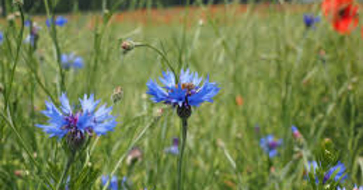 How to Grow Cornflowers Sowing, Growing & Care Guide