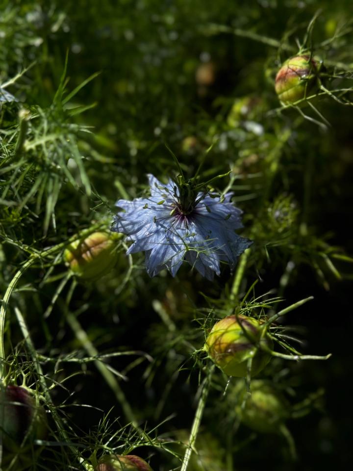Nigella ‘Miss Jekyll’ blooms with feathery foliage for cut flowers