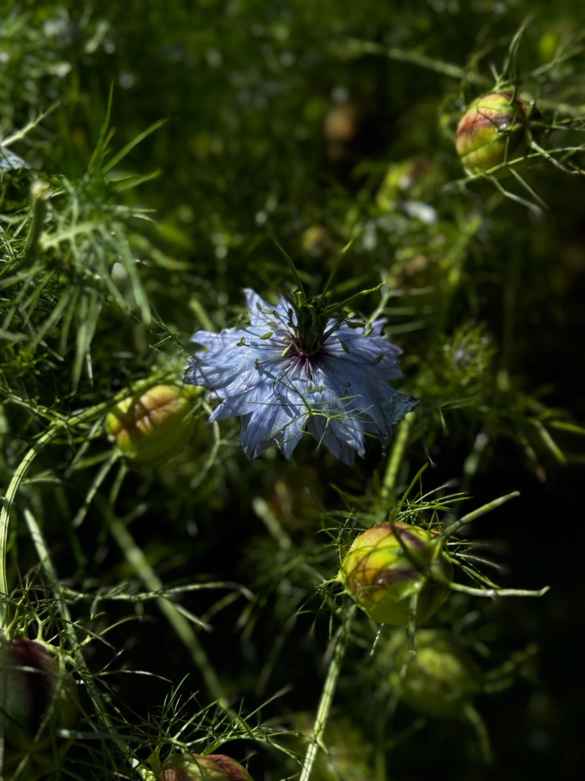 Nigella ‘Miss Jekyll’ blue flowers from the Rewild Garden Seed Box