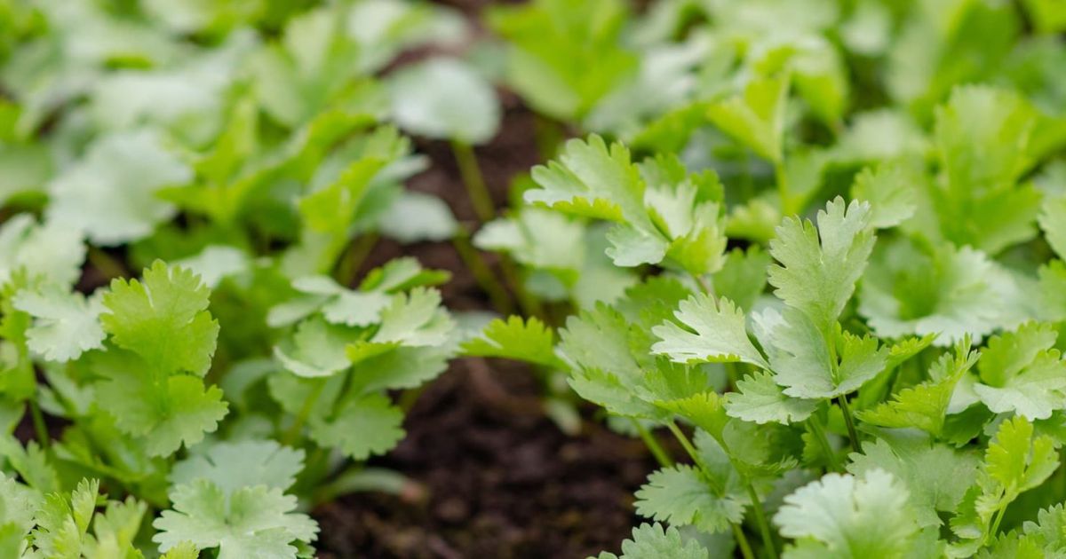Growing Coriander How to Sow and Grow Coriander Guide