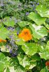 Nasturtium Tom Thumb Alaska plant with variegated leaves and cream-yellow flowers with catmint