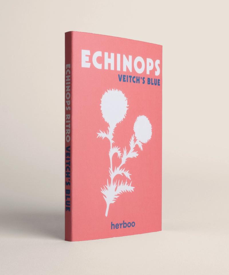 Echinops 'Veitch's Blue' Seeds