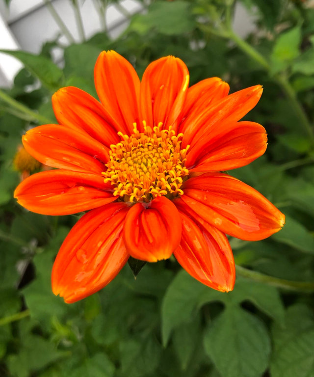 Tithonia Red Torch
