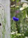 Close-up of blue Cornflower (Centaurea cyanus) blooms in a wildflower meadow