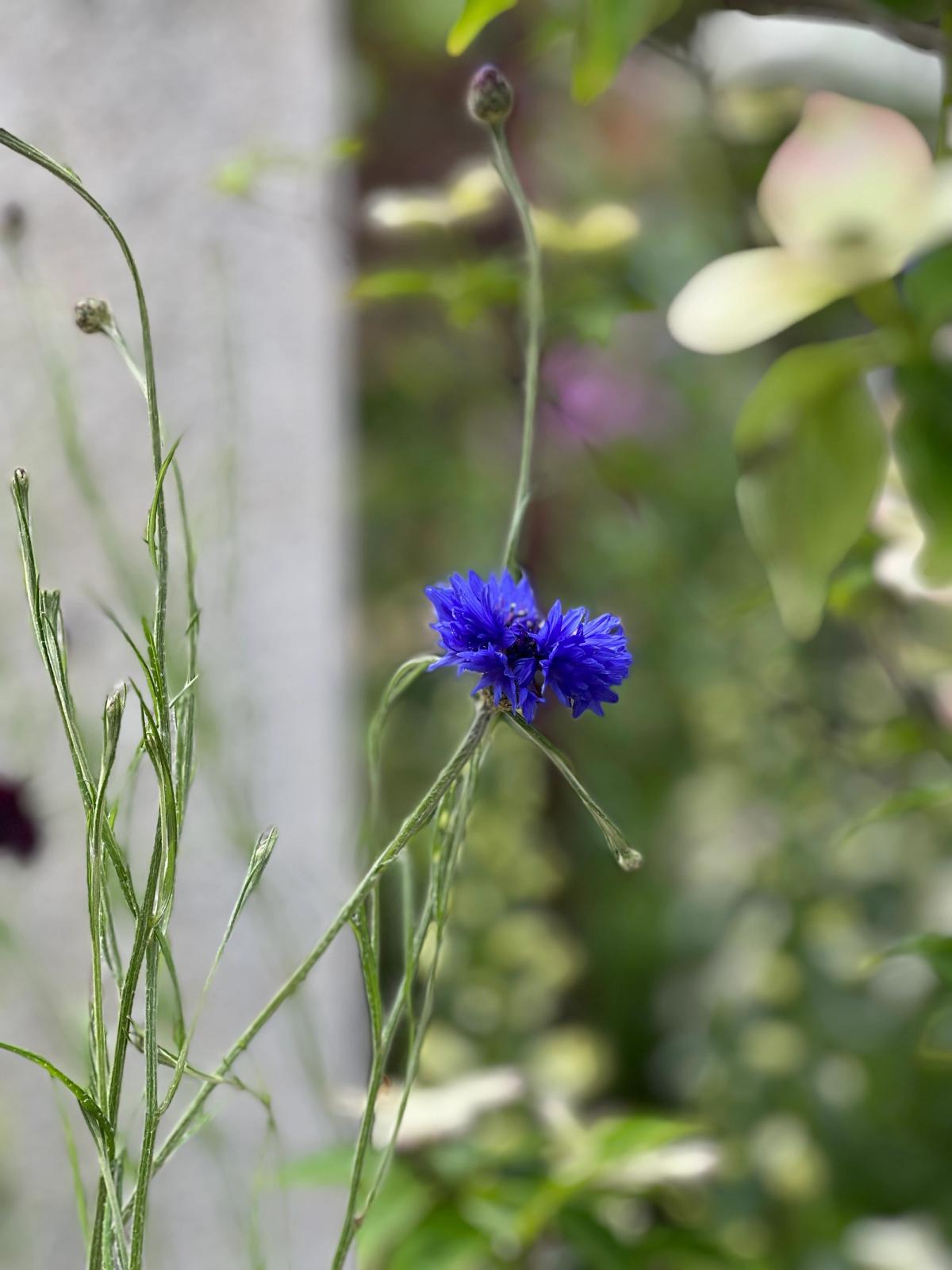 Close-up of blue Cornflower (Centaurea cyanus) blooms in a wildflower meadow