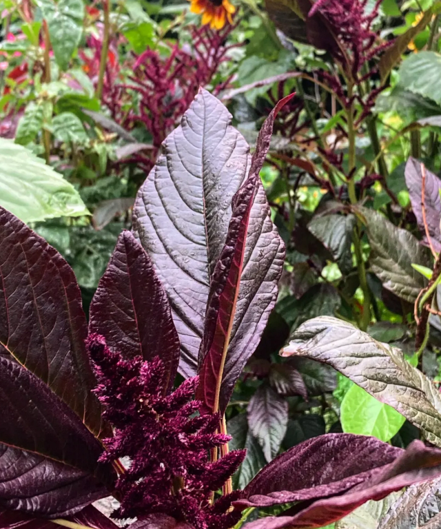 Amaranthus Red Army