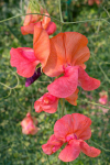 Sweet Pea ‘Prince of Orange’ climbing plant with vibrant orange blooms in a garden setting