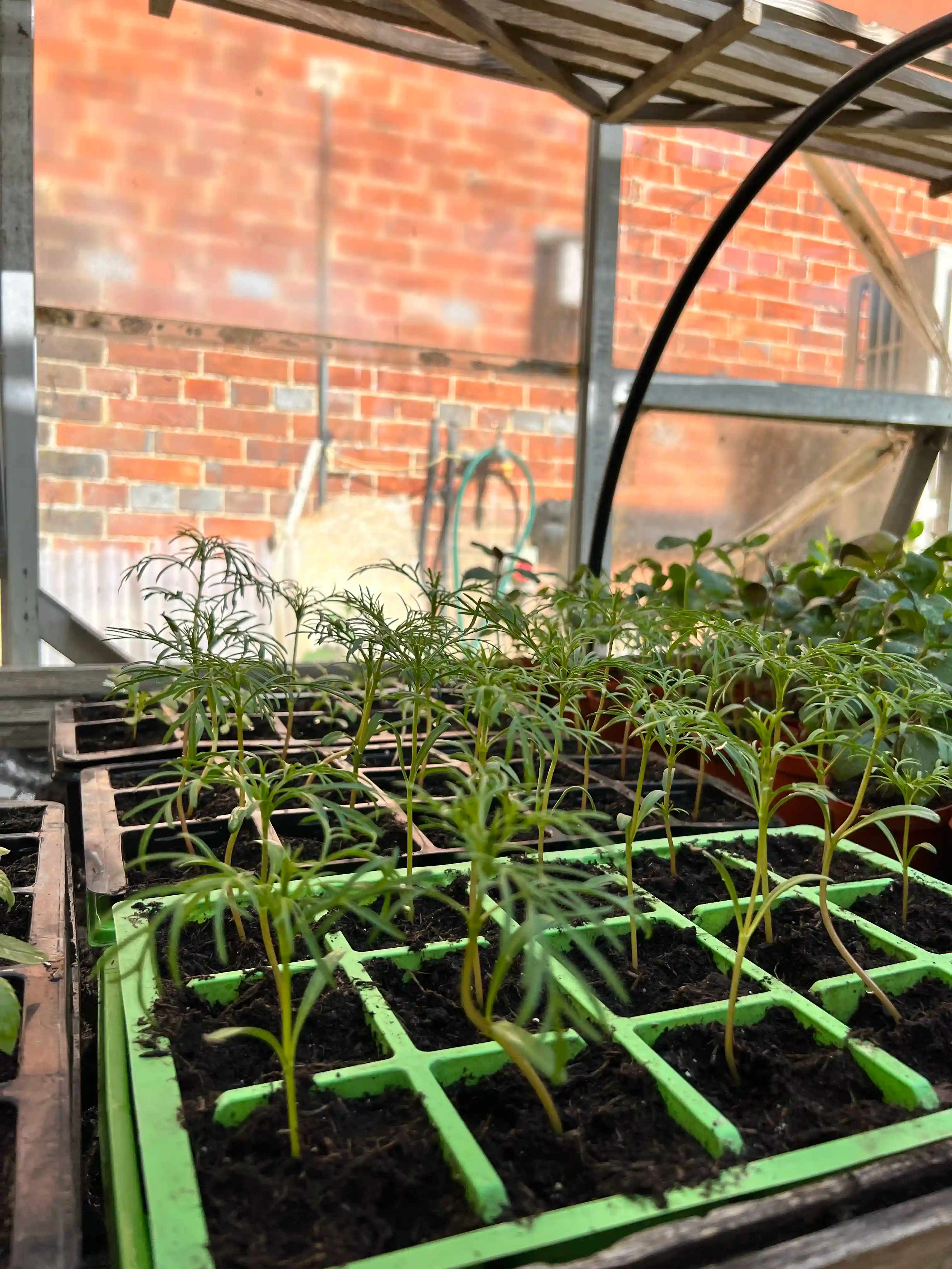 Grow Cosmos Seeds from March-April