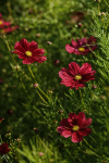 Cosmos Rubenza flowers with rich velvety red petals fading to warm rose pink in summer border