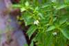 Jalapeño chilli flowers on the plant, showing thick-walled green peppers ready for harvest