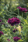 Poppy ‘Black Peony’ flowers with deep plum-black, fully double blooms on fine stems