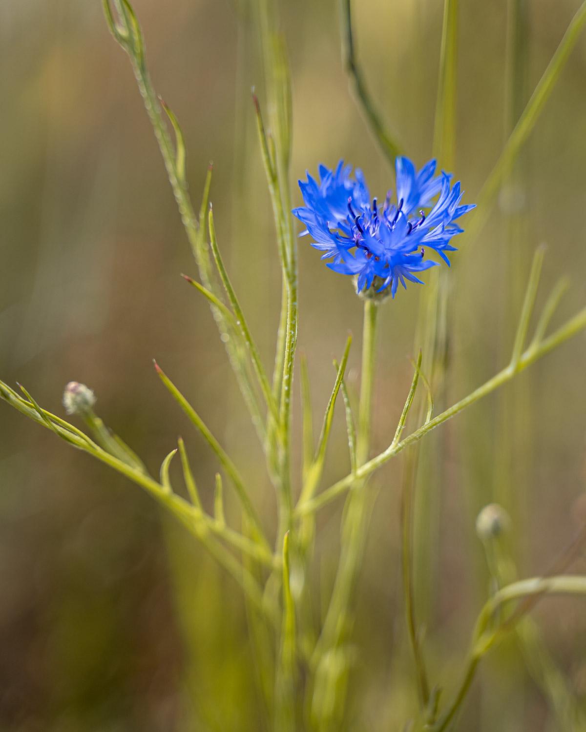 Cornflower Blue in bloom, edible petals and pollinator-friendly flowers.