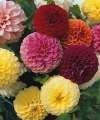 Dahlia ‘Pompone Mix’ in mixed colours, compact blooms for cutting and home arrangements.