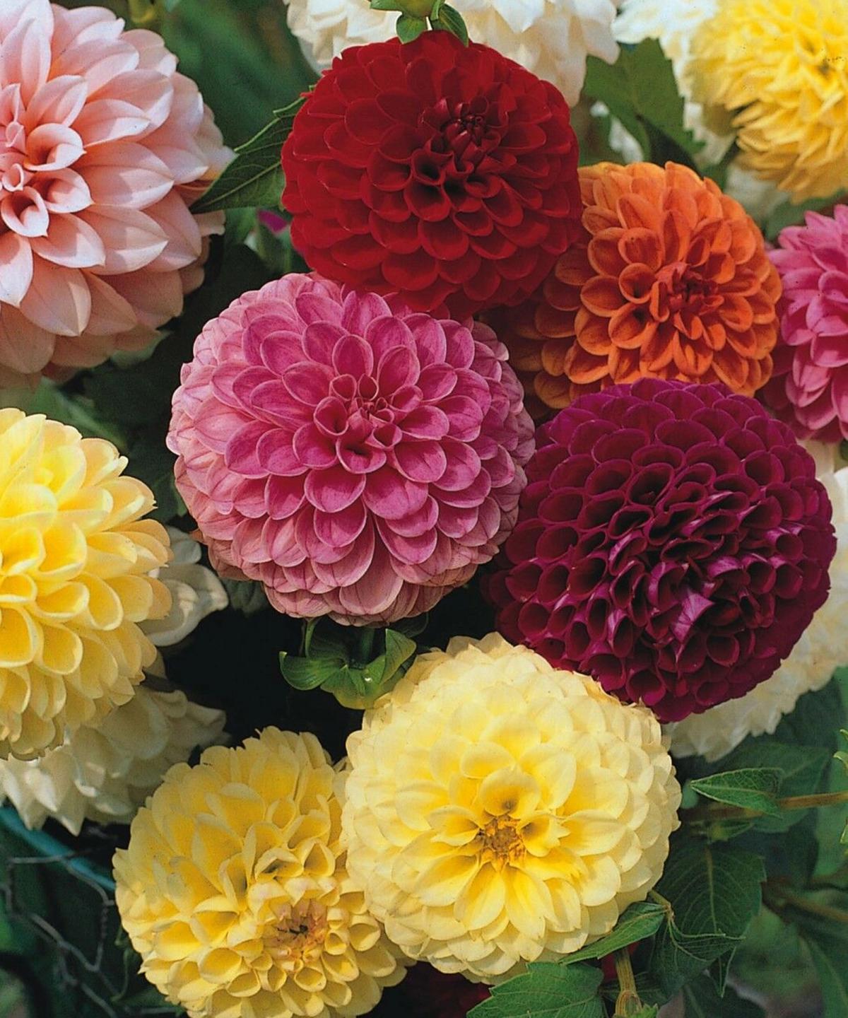 Dahlia ‘Pompone Mix’ in mixed colours, compact blooms for cutting and home arrangements.