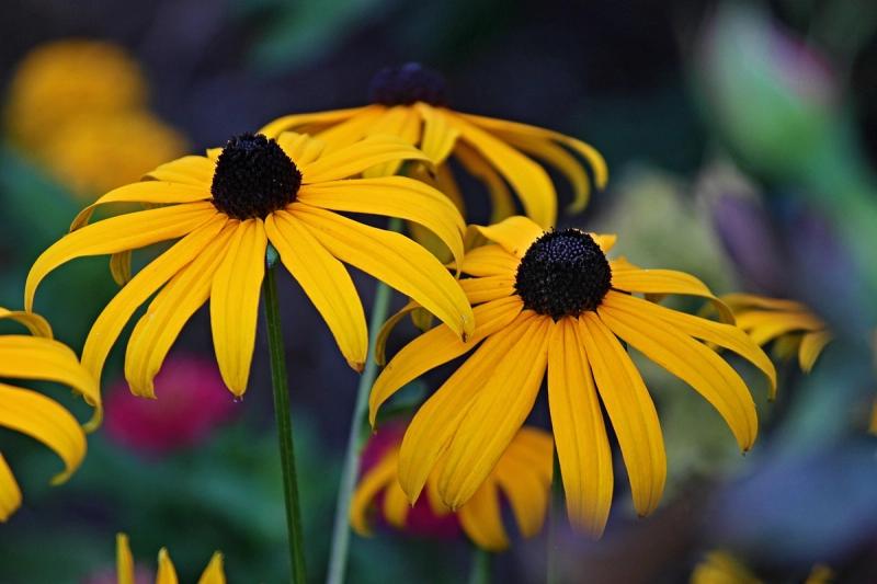 Golden yellow blooms of Rudbeckia coneflower growing in a garden