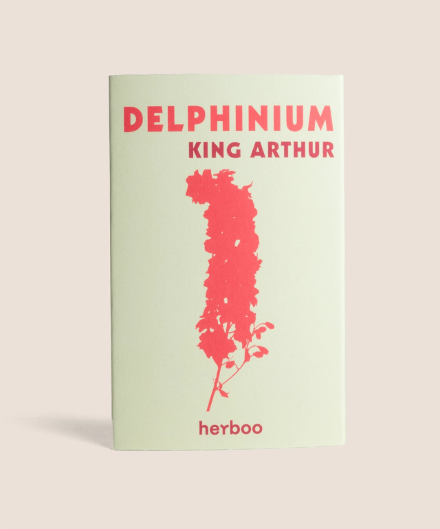 Delphinium 'King Arthur'