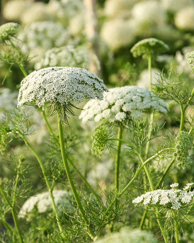 Ammi Visnaga