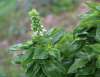 Sweet Genovese basil plant in flower with small white blooms attracting pollinators