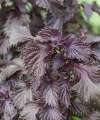 Shiso Red Leaf with deep architectural foliage for modern planting.