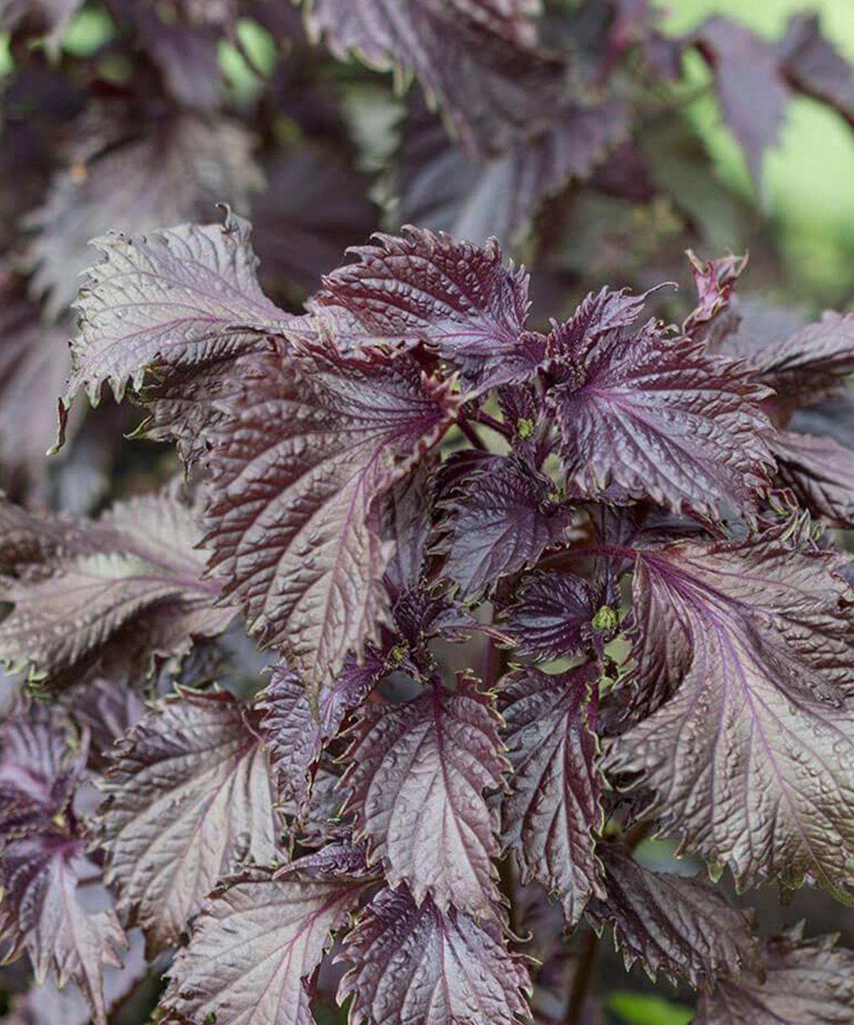 Shiso Red Leaf with deep architectural foliage for modern planting.