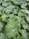 Alchemilla Mollis (Lady’s Mantle) foliage and acid-green sprays of flowers growing in a shaded cottage-garden border.