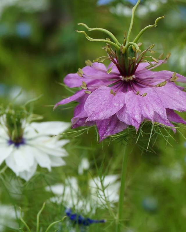 Nigella Persian Jewels