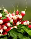 Radish ‘French Breakfast’ harvested from the garden, crisp red-and-white roots.