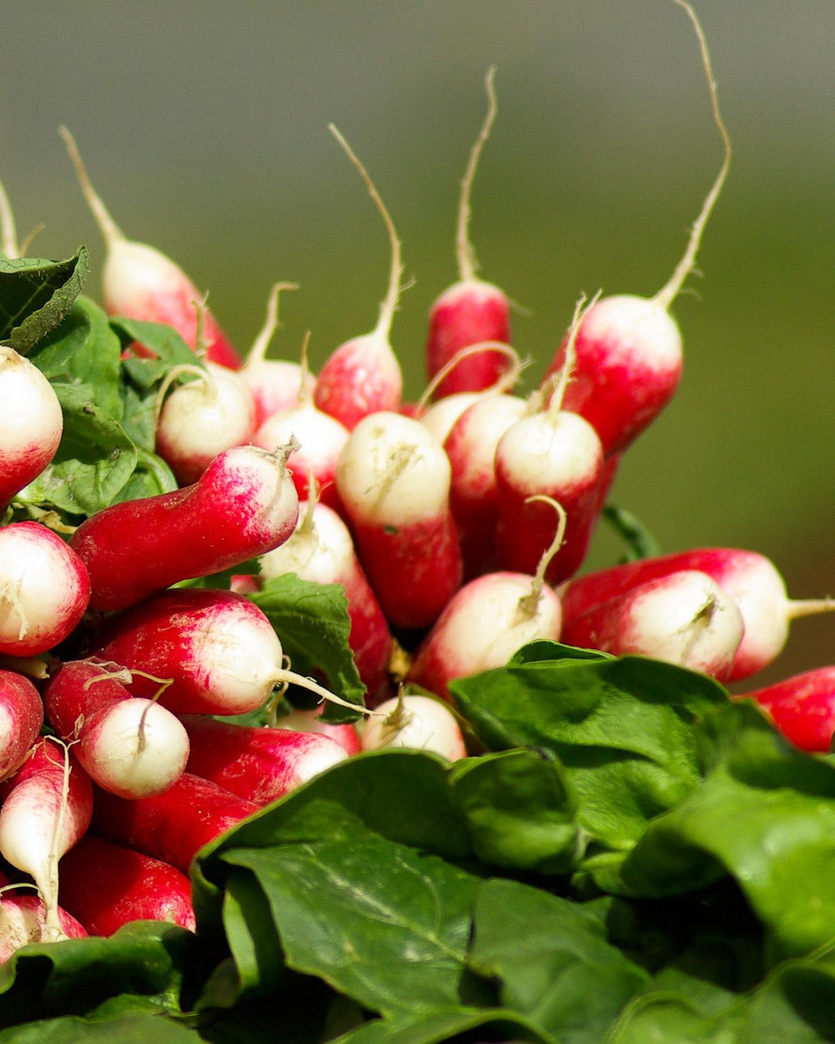 Radish ‘French Breakfast’ harvested from the garden, crisp red-and-white roots.