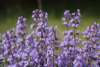Catmint growing in a garden, in full bloom with purple blue flowers