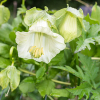 Cobaea scandens alba vine growing on trellis with pale white blooms