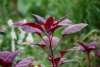 Close-up of Amaranth ‘Red Army’ foliage showing rich red edible leaves of ornamental amaranth