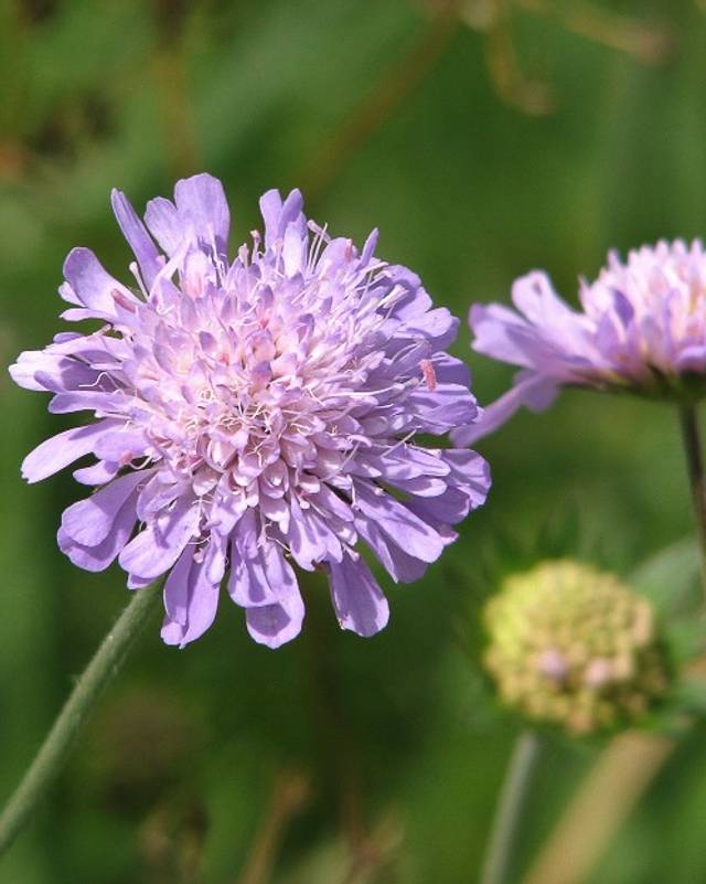 Field Scabious Seeds - knautia arvensis