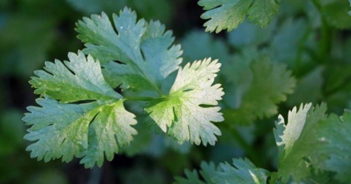 Flat Parsley Seeds, Petroselinum crispum Grow Fresh Herbs