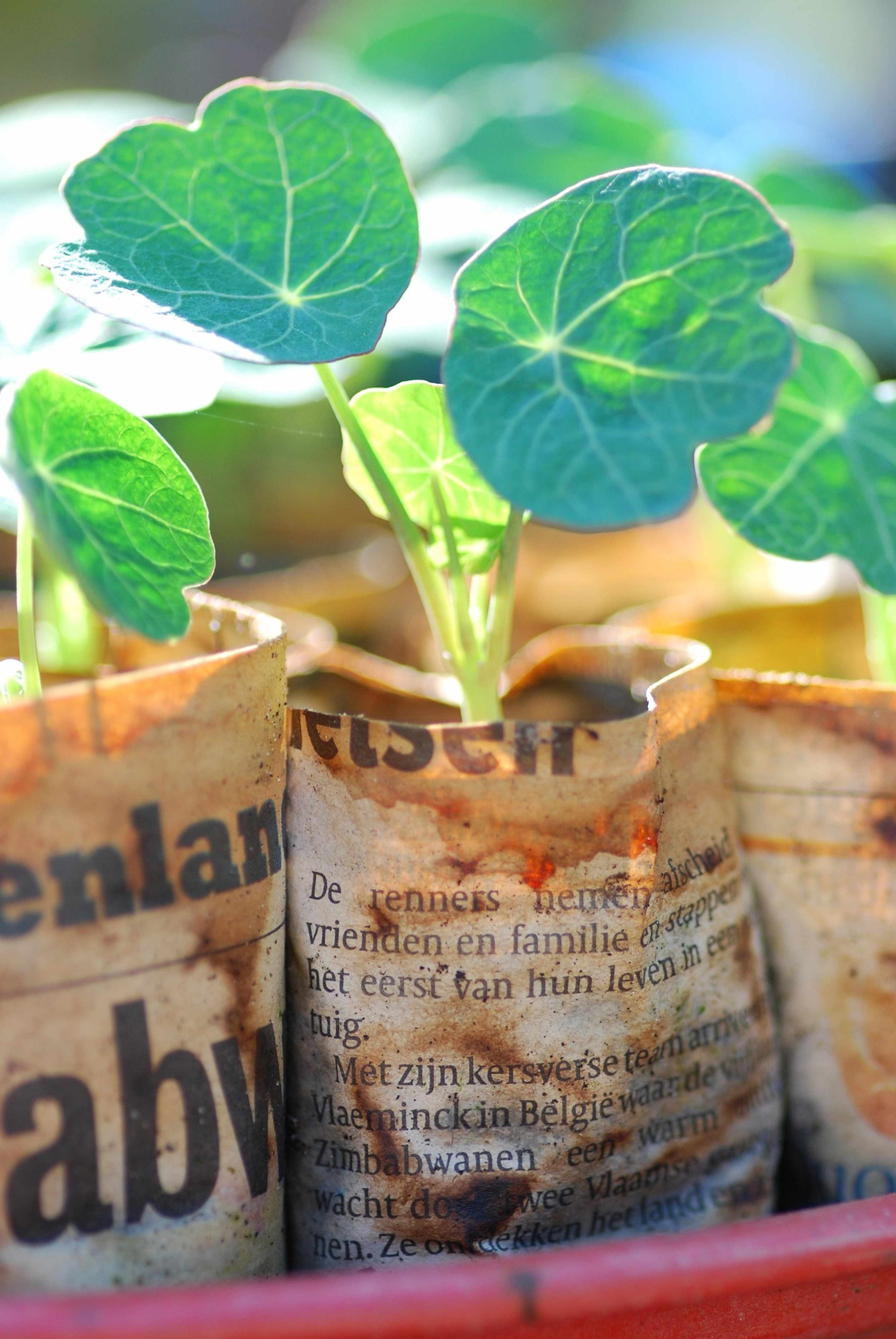 Nasturtium seedlings raised in homemade newspaper pots that plant out whole.