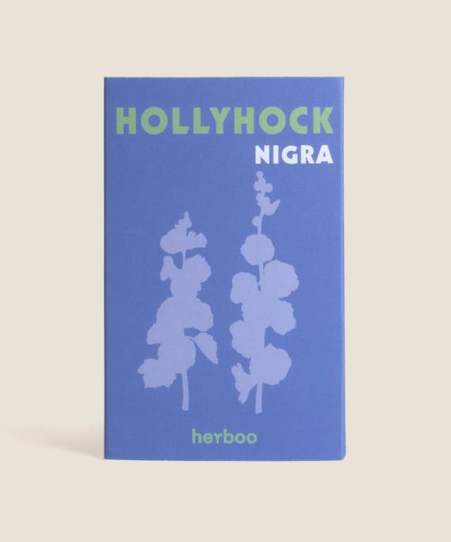 Hollyhock Nigra