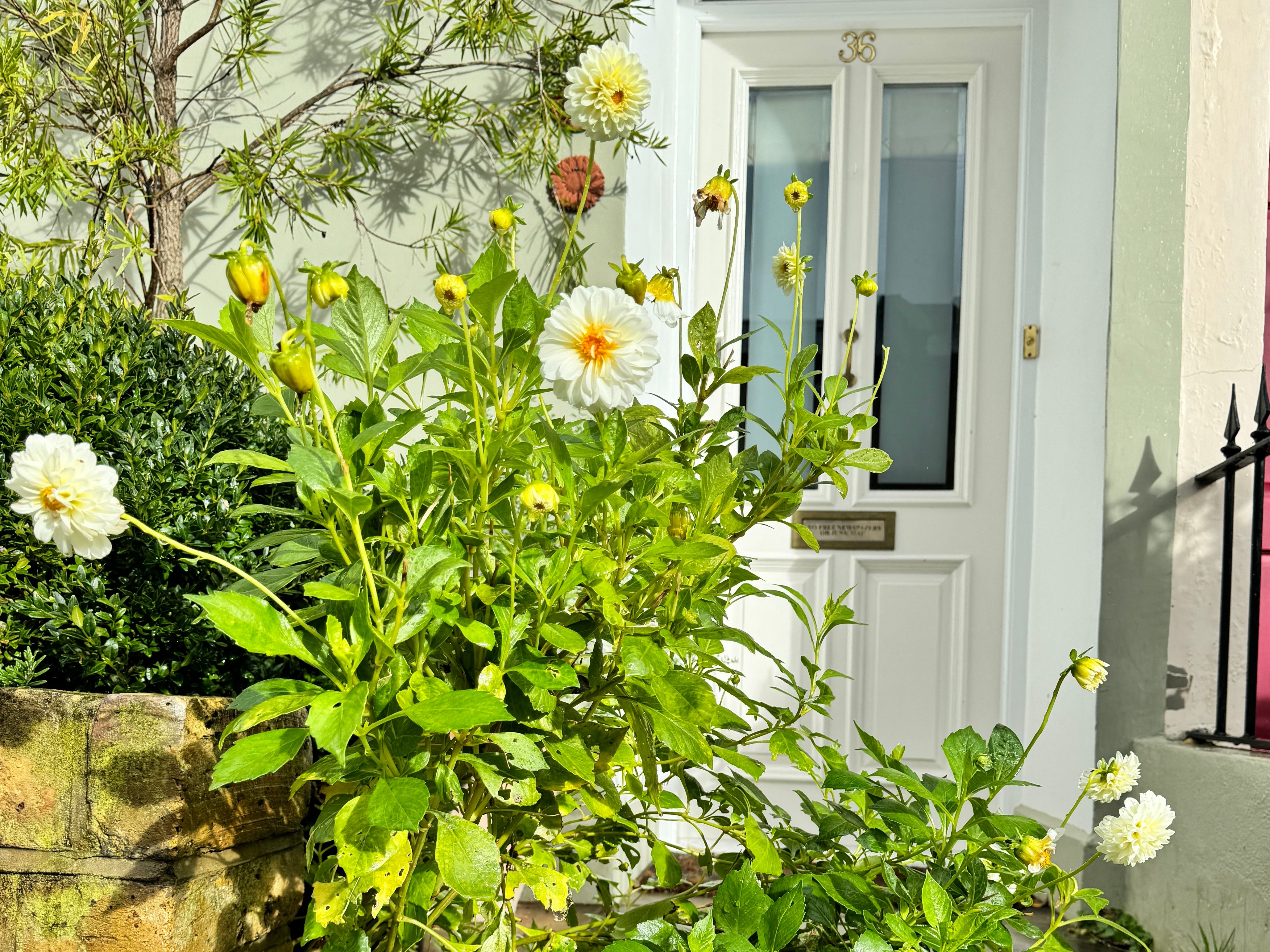Best Plants for a Front Door Entrance in the UK | Herboo