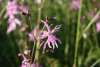 Ragged Robin flower with finely cut pink petals blooming among meadow grasses