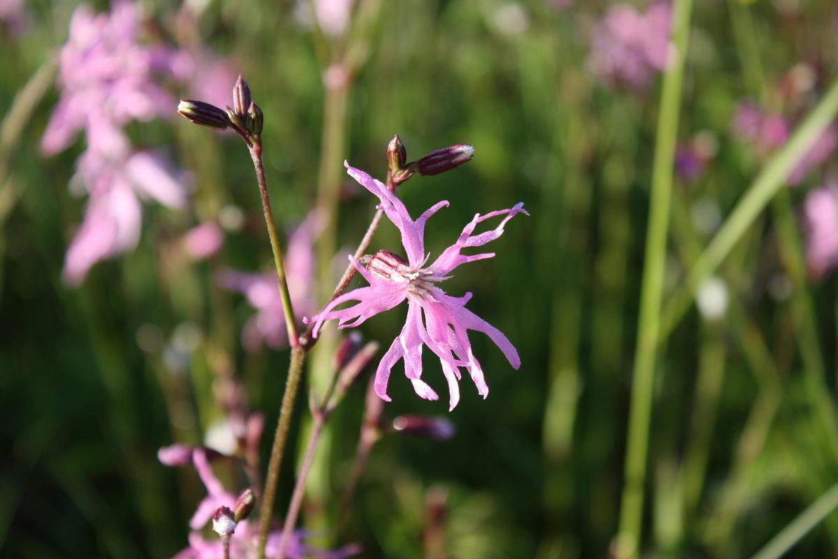 Ragged Robin flower with finely cut pink petals blooming among meadow grasses