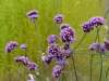 Close-up of Verbena bonariensis flower clusters emerging and opening on branching stems.