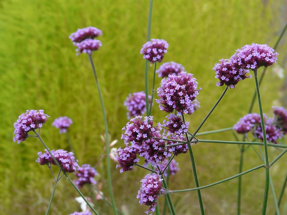 Close-up of Verbena bonariensis flower clusters emerging and opening on branching stems.